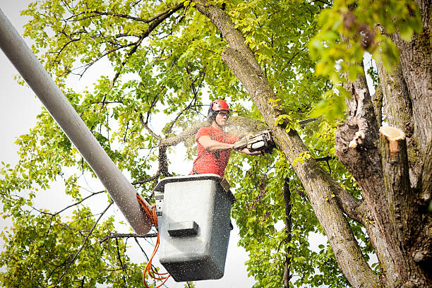 Professional Tree Removal in Highland Heights, OH